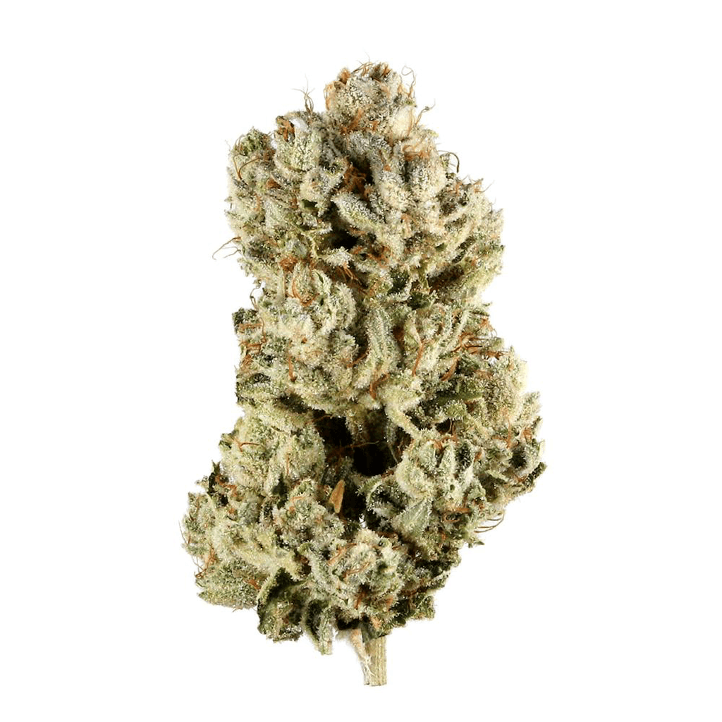 Trenchtown Mac Daddy, flower at Trenchtown Cannabis